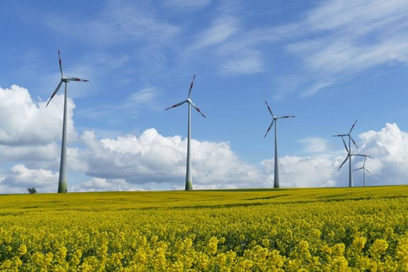 Un parc éolien dans un champ de colza en fleur.