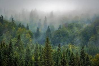 Les forêts fournissent les producteurs d'EnR en biomasse.